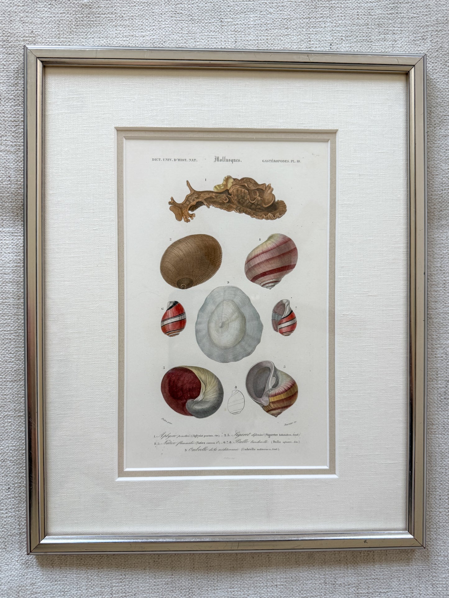 Antique shell engravings