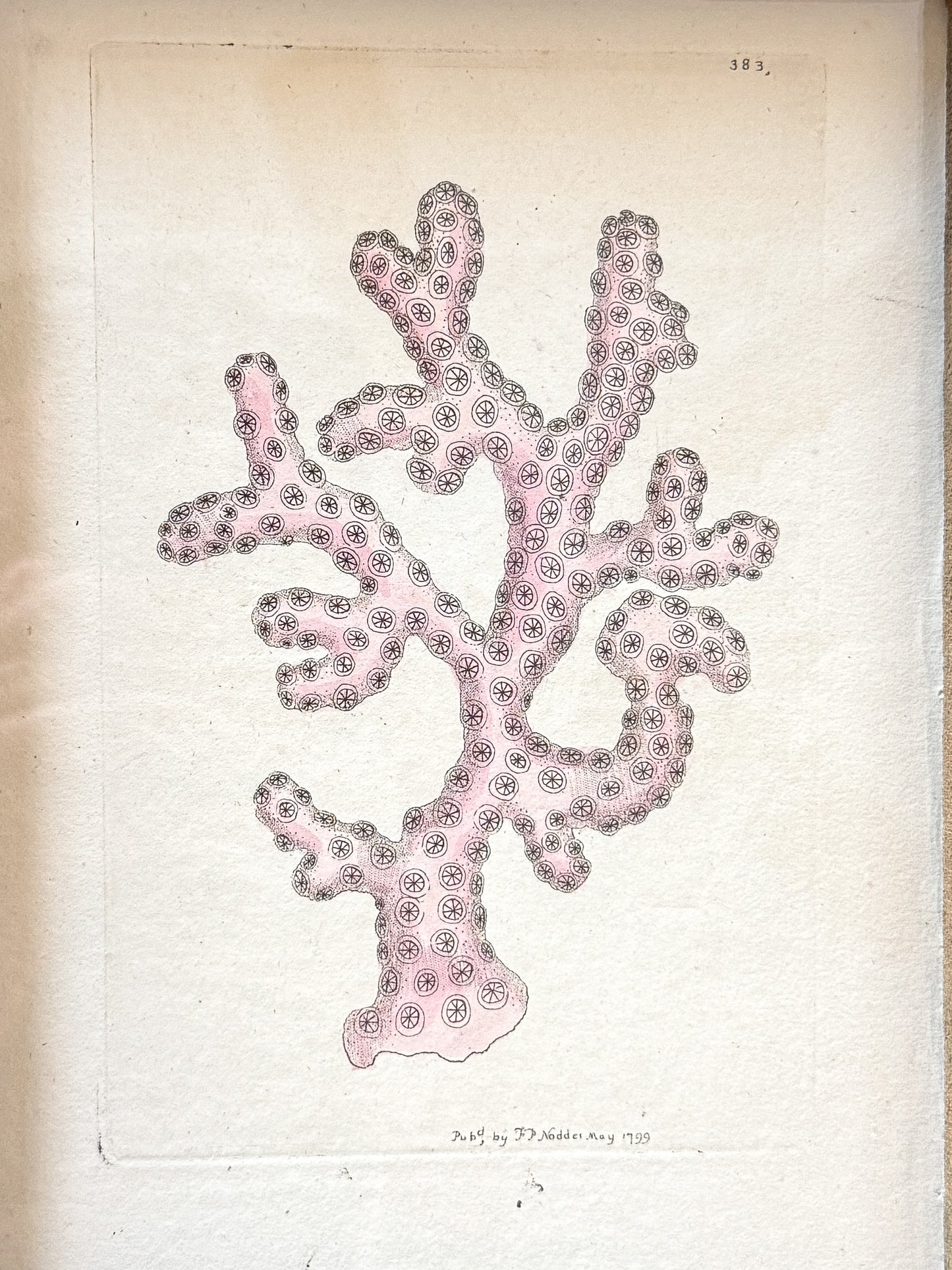 18th c. Coral on vellum