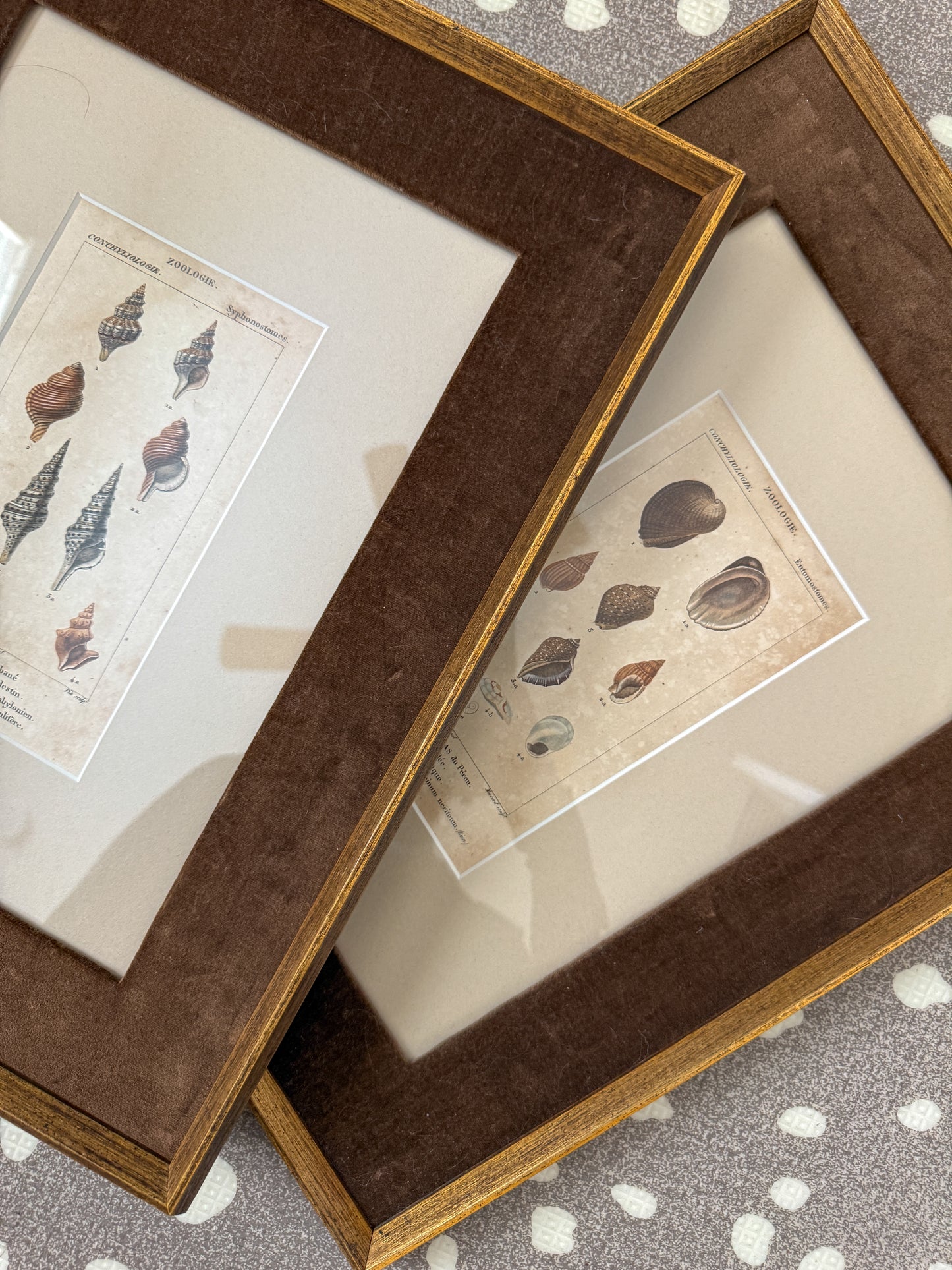 Antique shell engraving pair