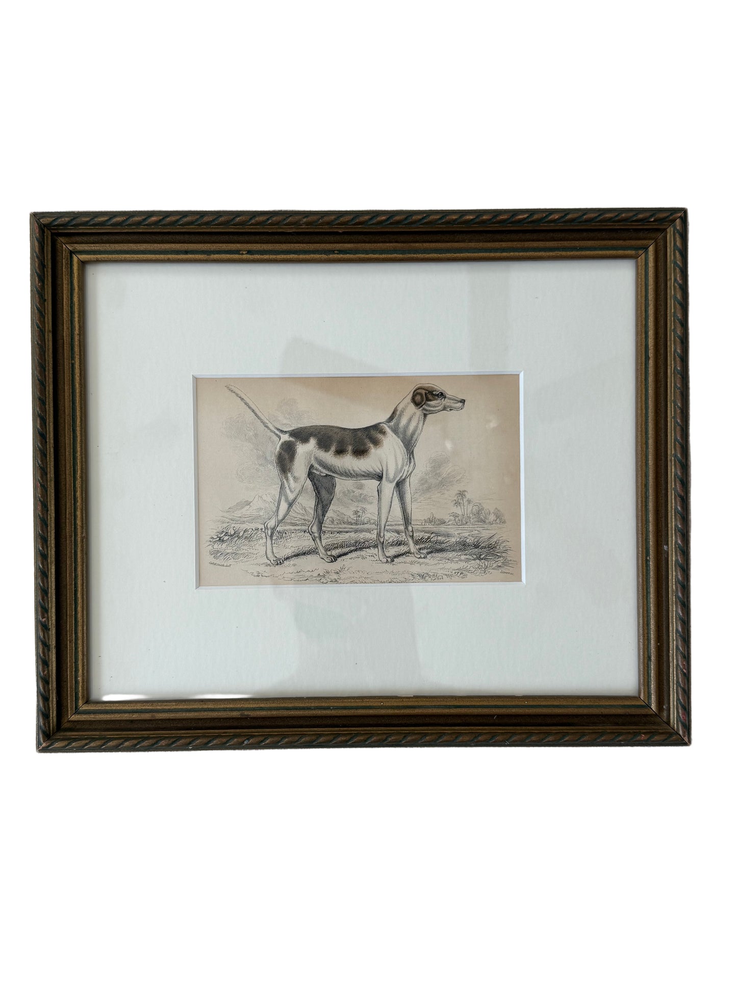 Antique hand colored dog engraving