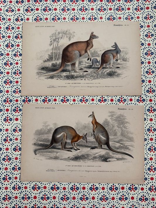 Pair of 1860s Kangaroo antique prints