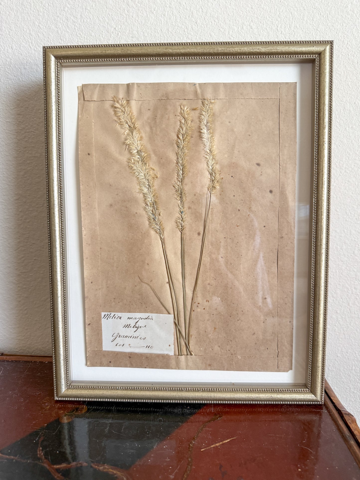 Antique French herbarium trio
