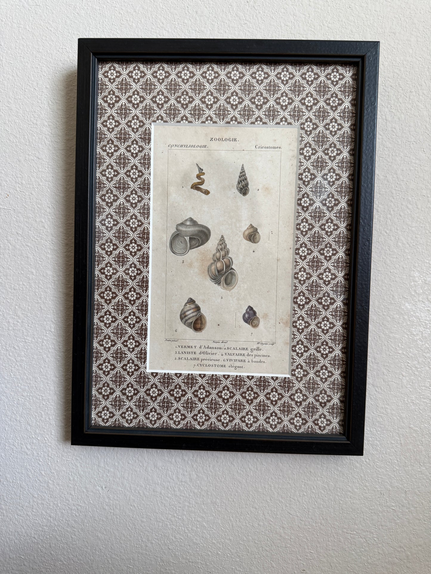 19th century shell engraving pair