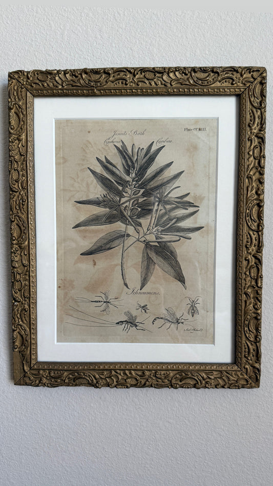 Antique 18th century botancial engraving
