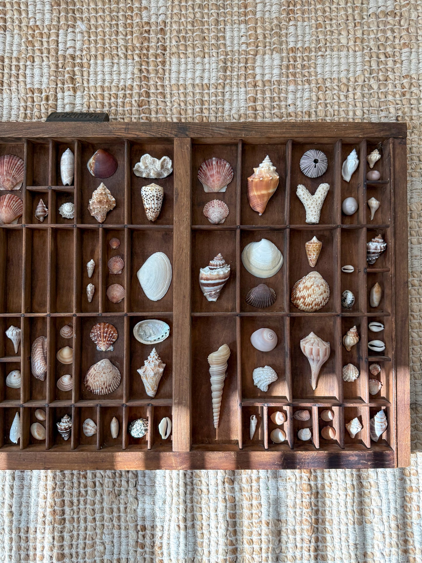 Vintage shell printer tray