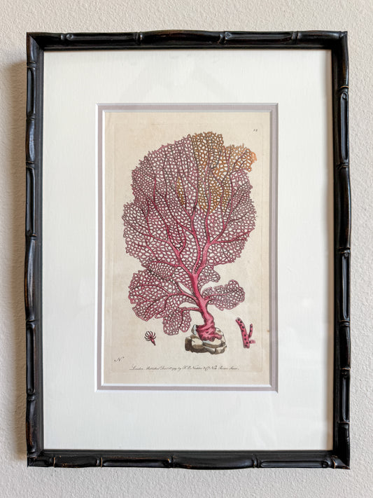 18th century antique hand colored coral engraving