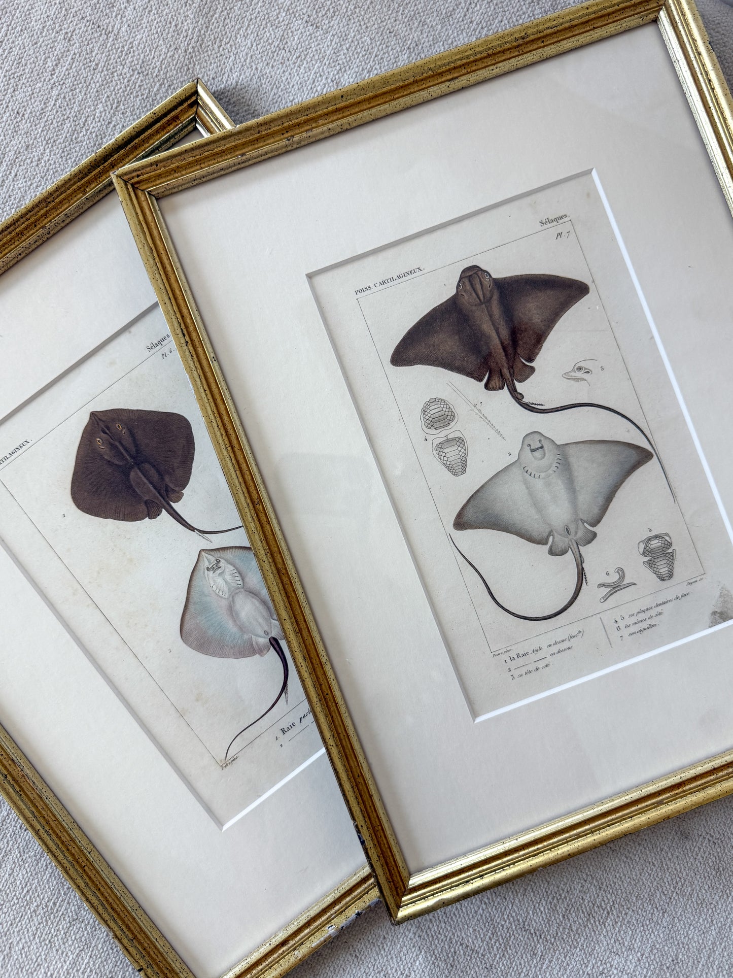 Antique Stingray engravings