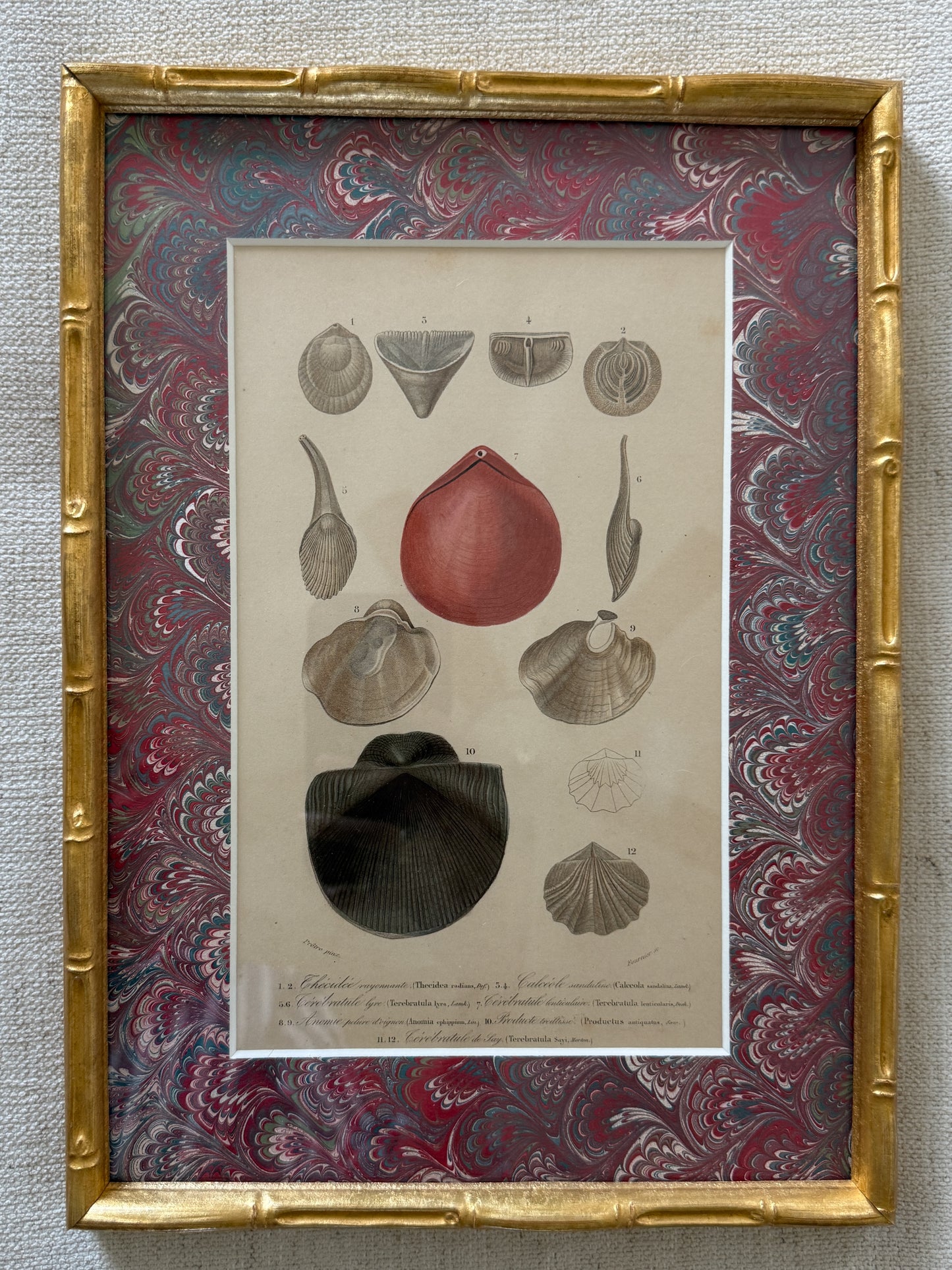 19th century framed shell engraving