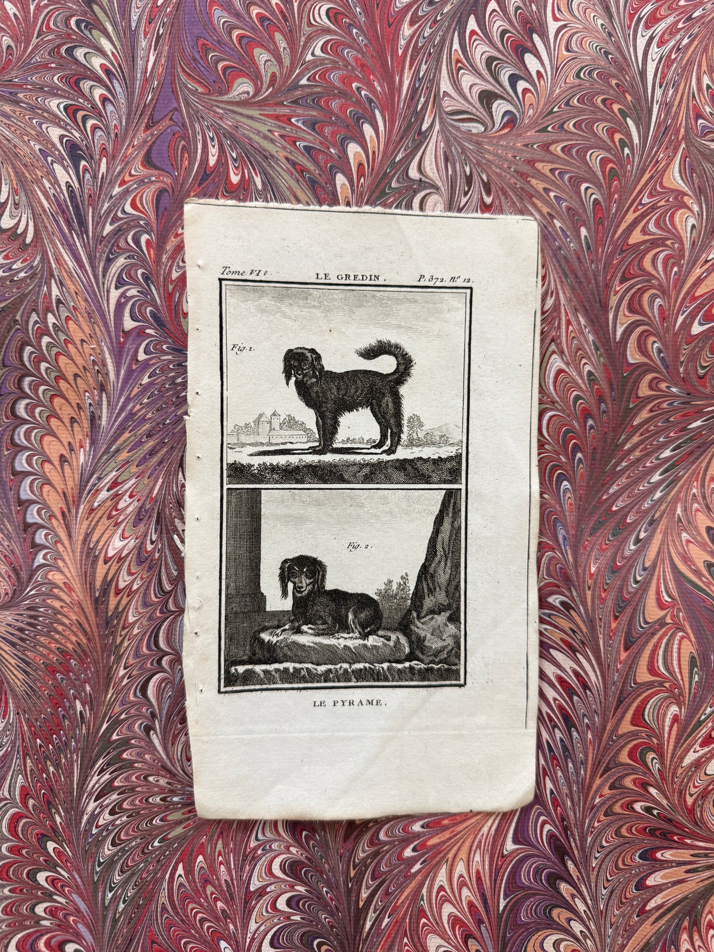 18th century Buffon engraving