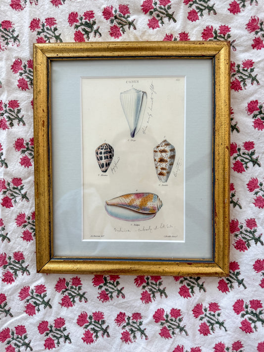 Antique shell engraving