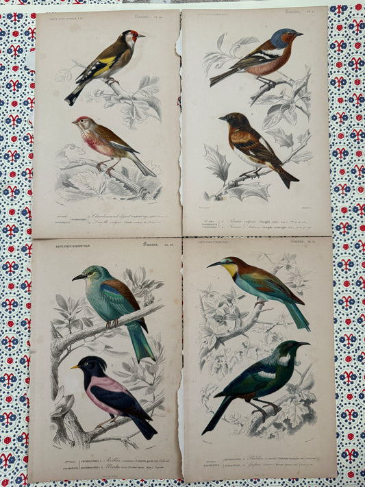 Set of antique bird prints