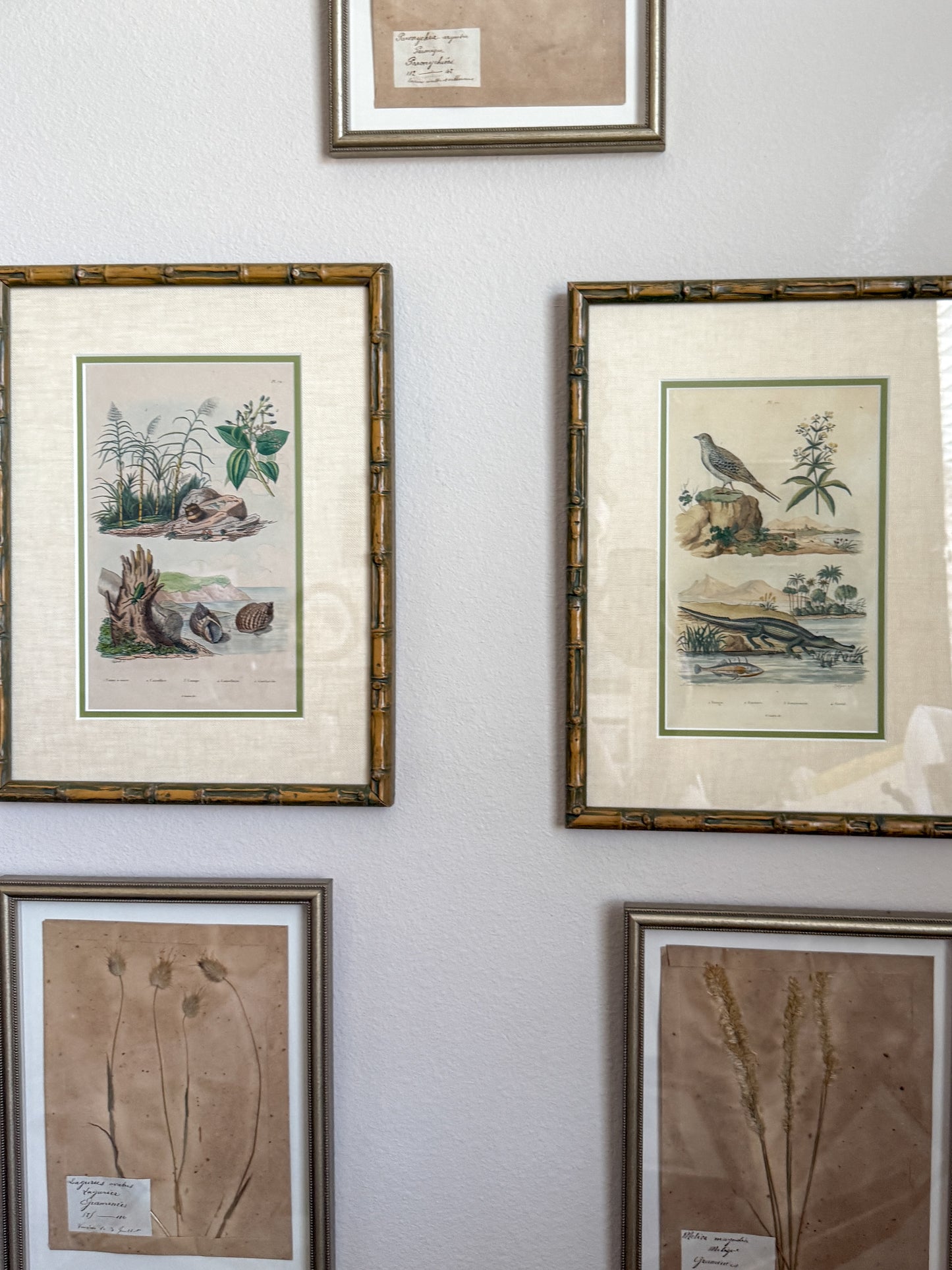 Early 19th century natural shell and alligator engravings