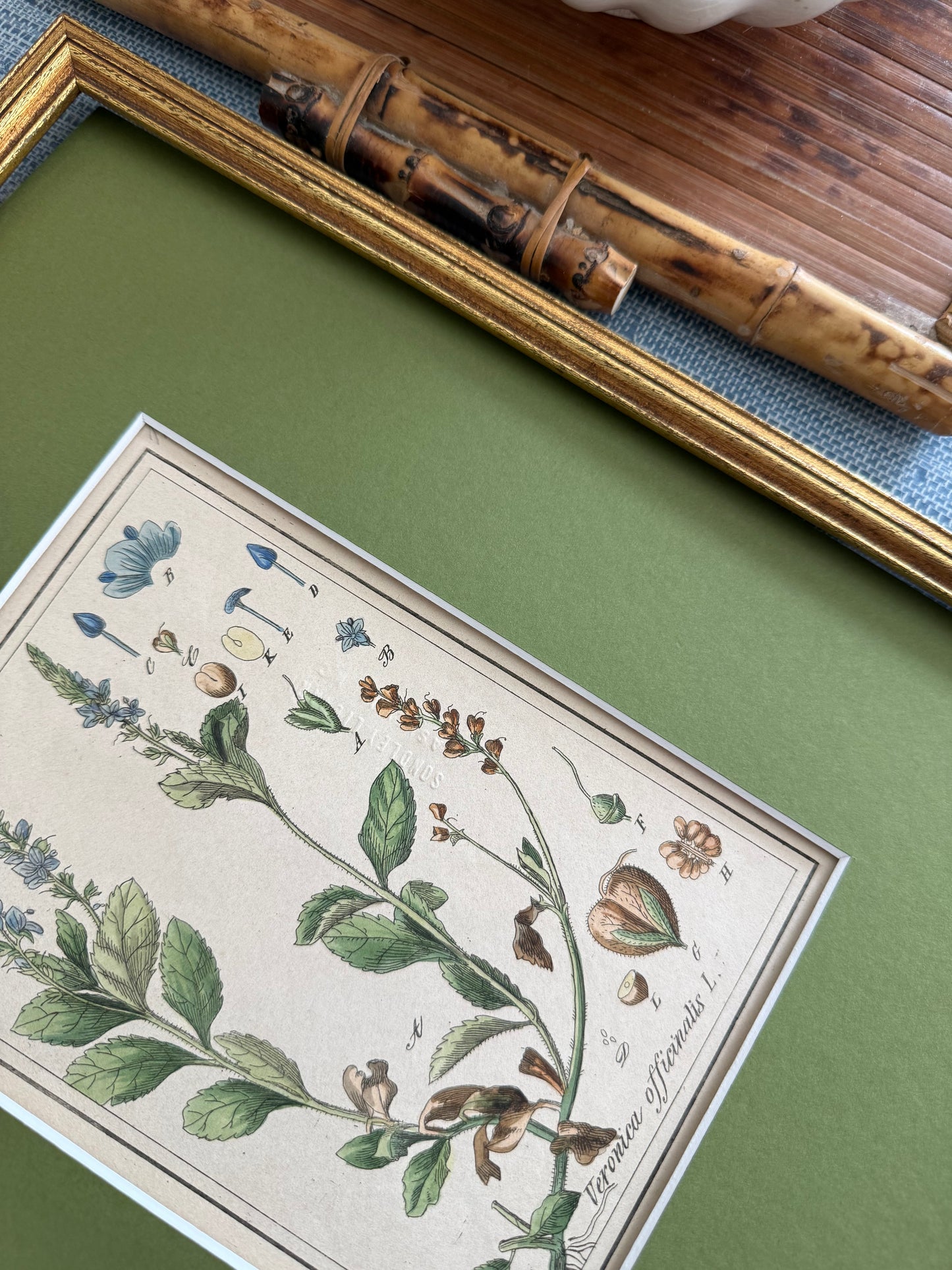 19th c botanical engraving