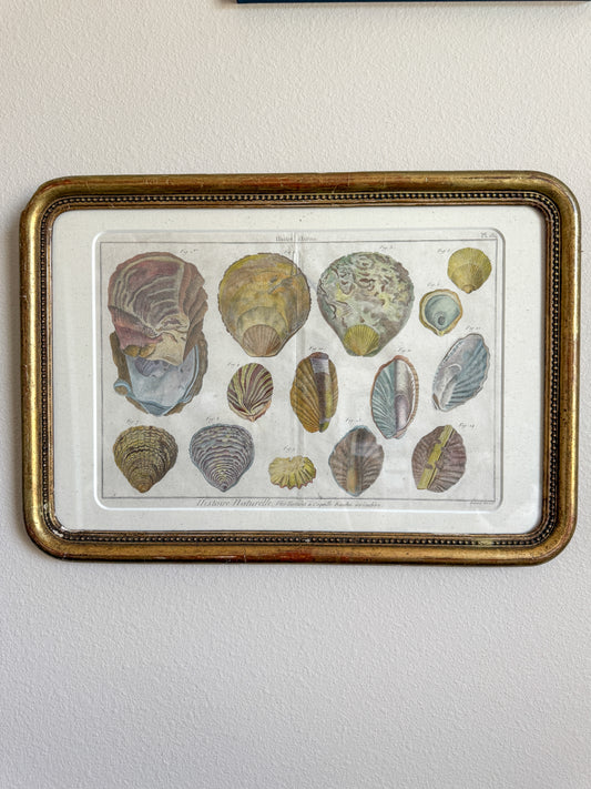 18th century shell engraving