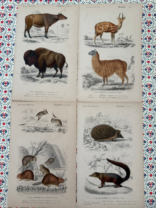 Set of antique animal prints