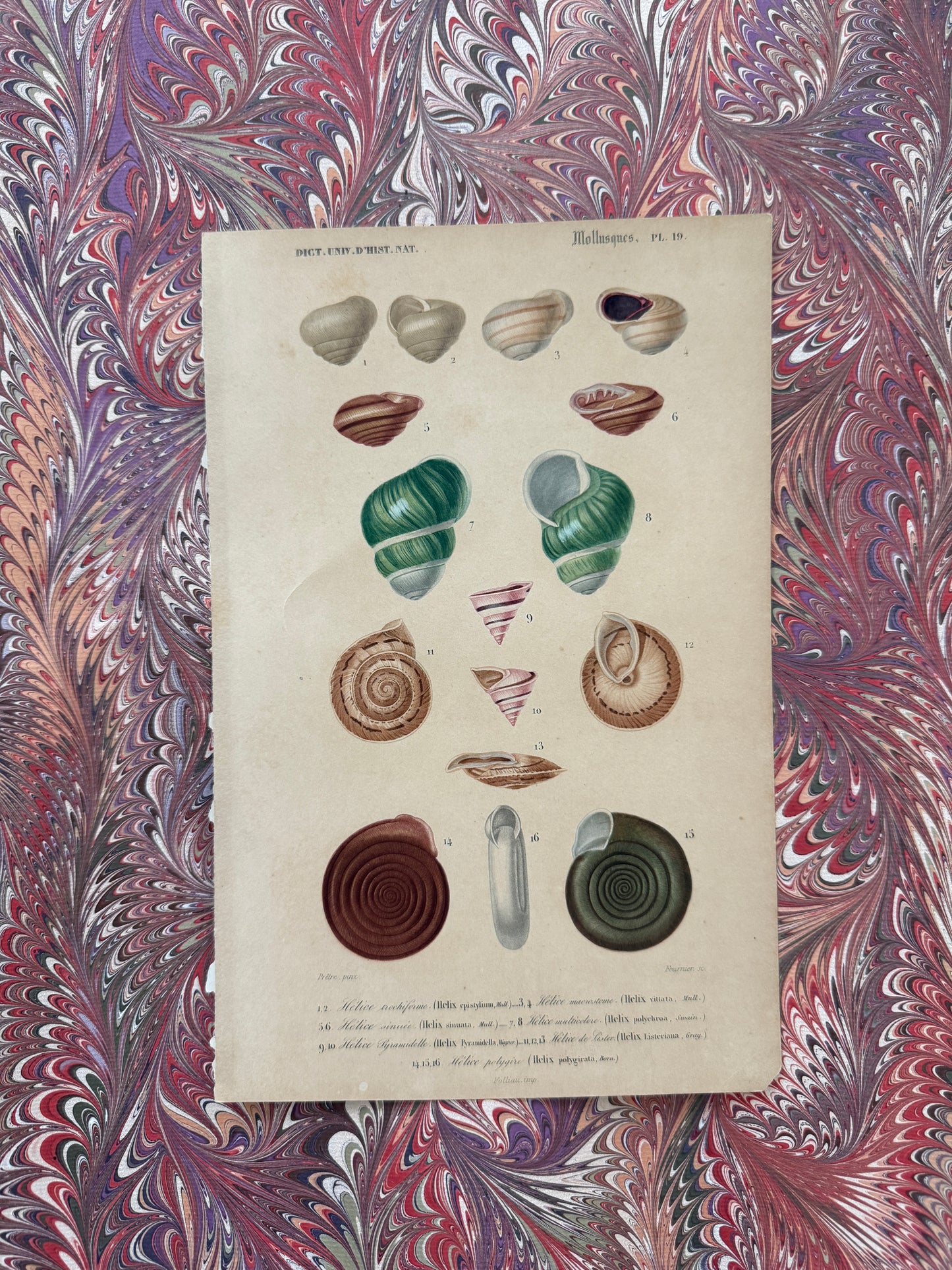 19th century shell engraving