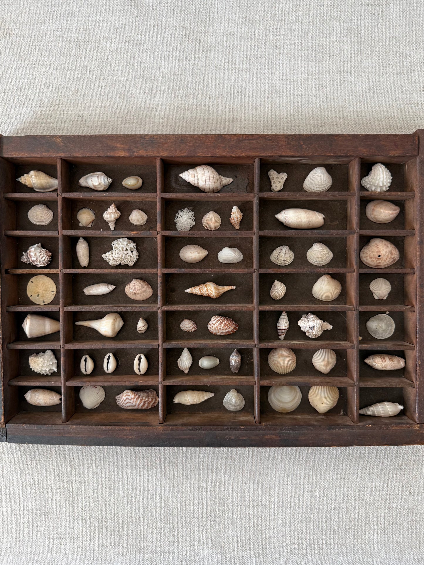 Vintage printer tray shell display