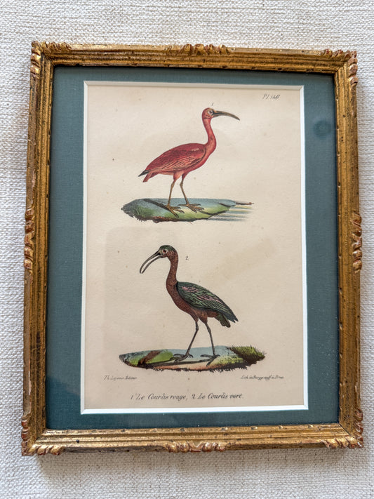 19th c. ornithology engraving
