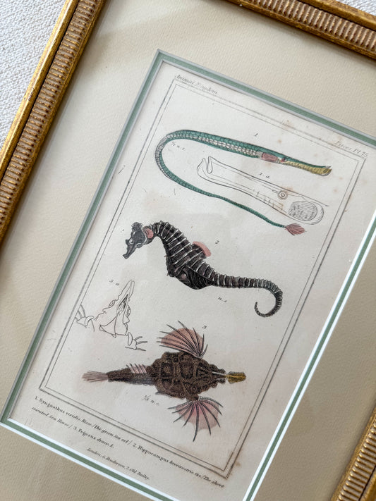 19th c. Animal Kingdom copper plate engraving pair