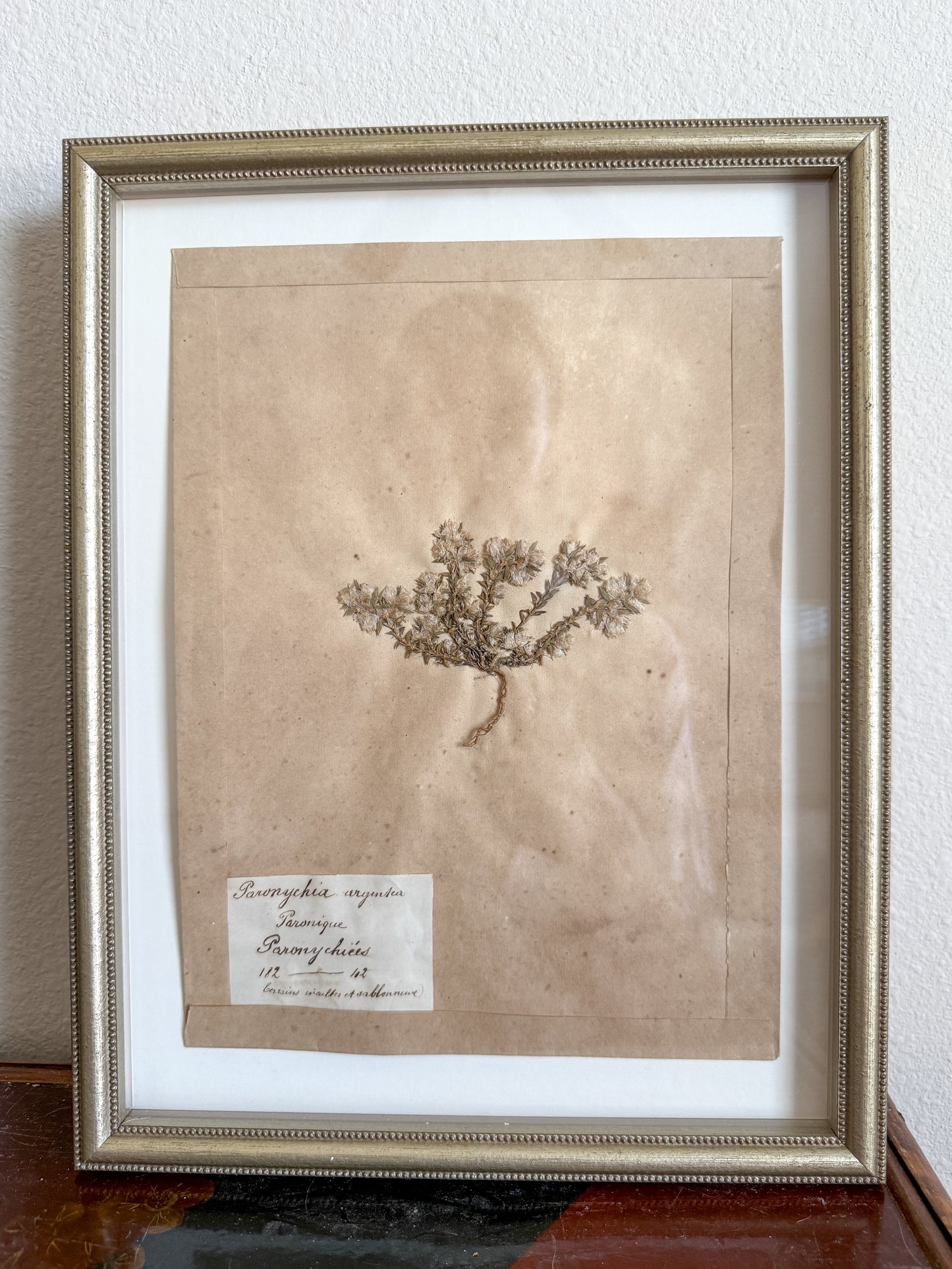 Antique French herbarium trio