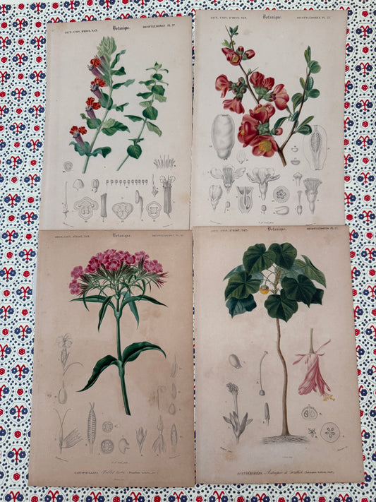 Set of antique botanical prints