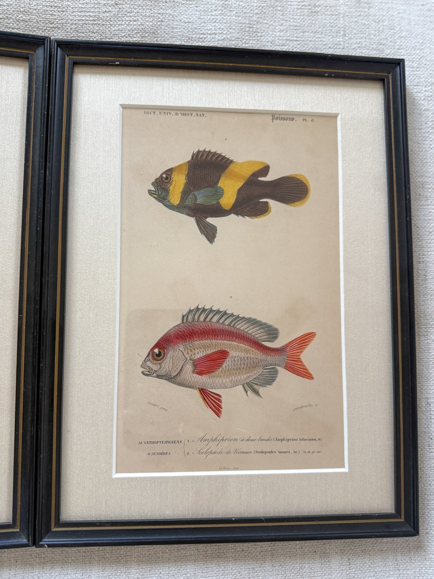 19th c. fish engraving pair #2