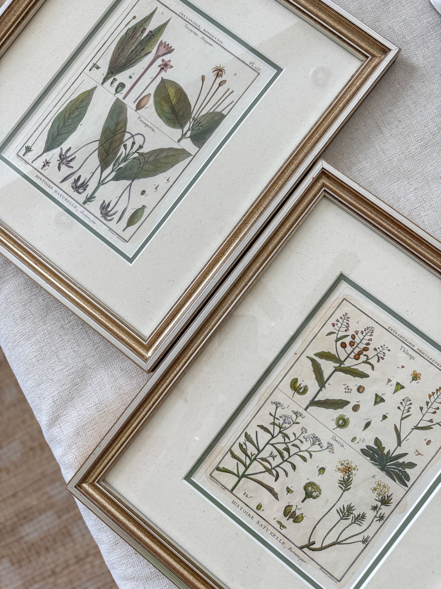 Set of 4 18th Century Botanical Hand Colored Engravings