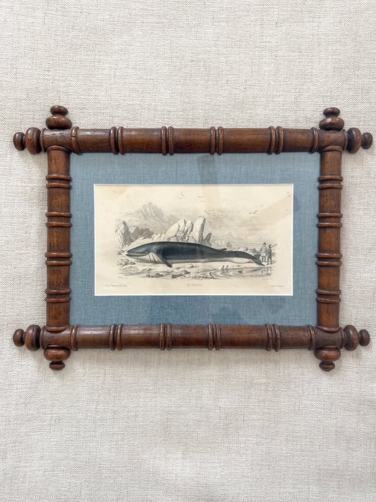 19th century whale engraving