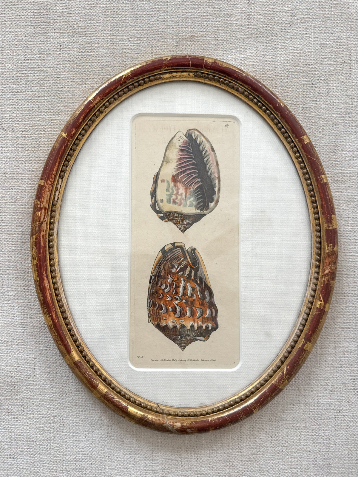 Rare antique King Helmut shell engraving