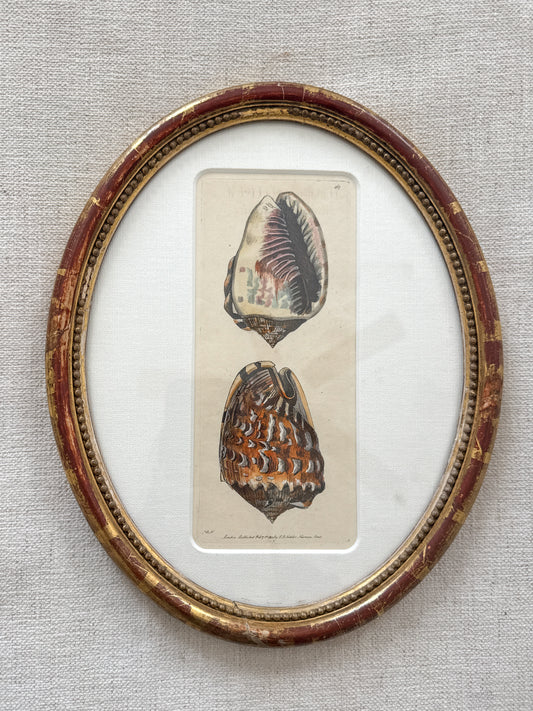 Rare antique King Helmut shell engraving