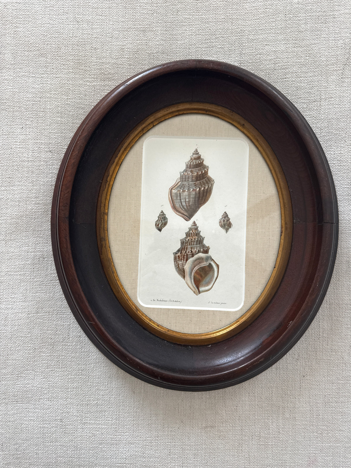 19th century shell engraving