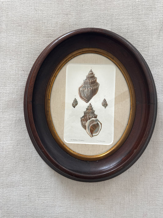 19th century shell engraving
