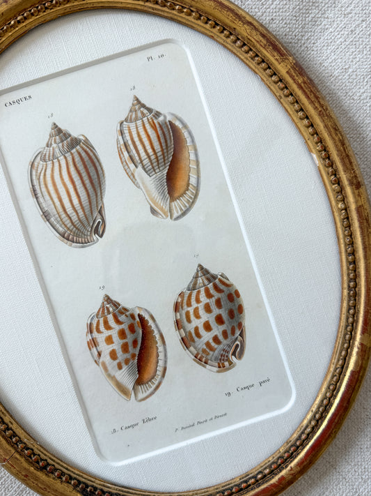 19th century French shell engraving