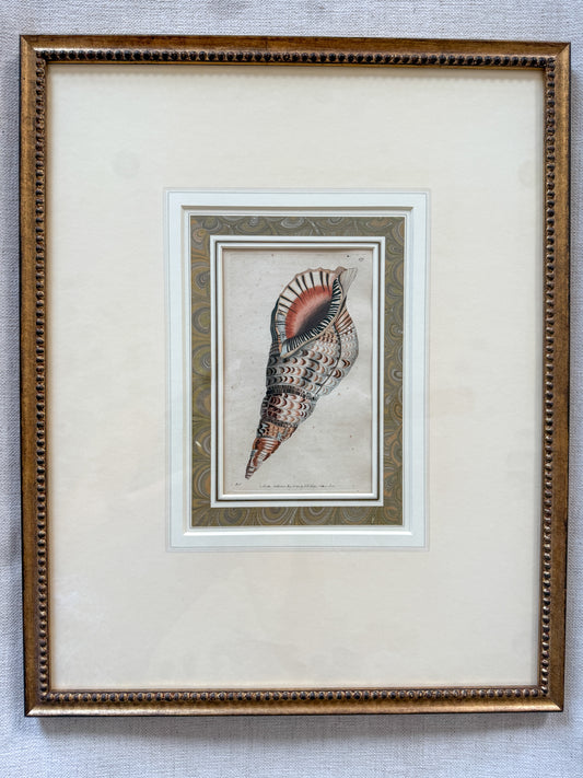 19th c. shell engraving