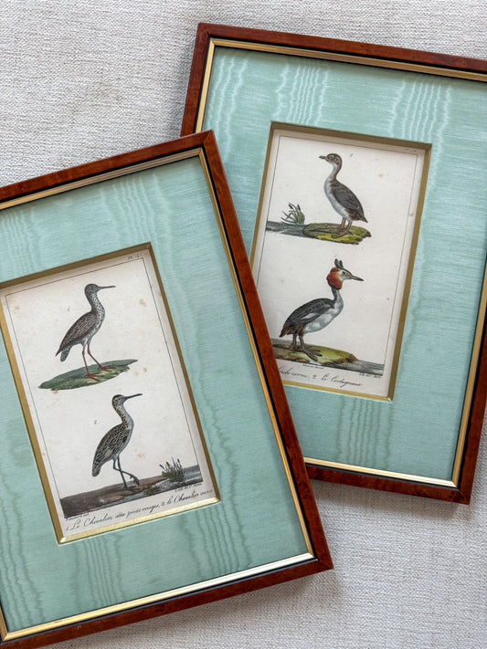 Antique French bird lithograph pair